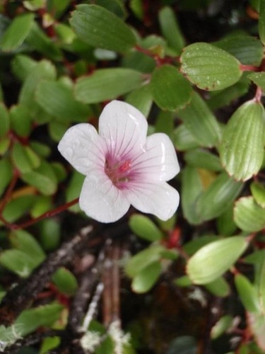 Kauai geranium (Geranium kauaiense)