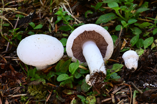 Meadow Mushroom