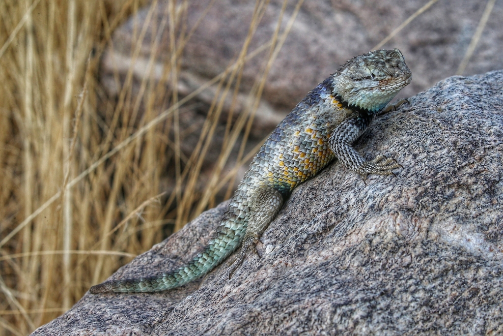 Desert Spiny Lizard From Oswit Canyon On August 1, 2023 At 06:43 AM By ...