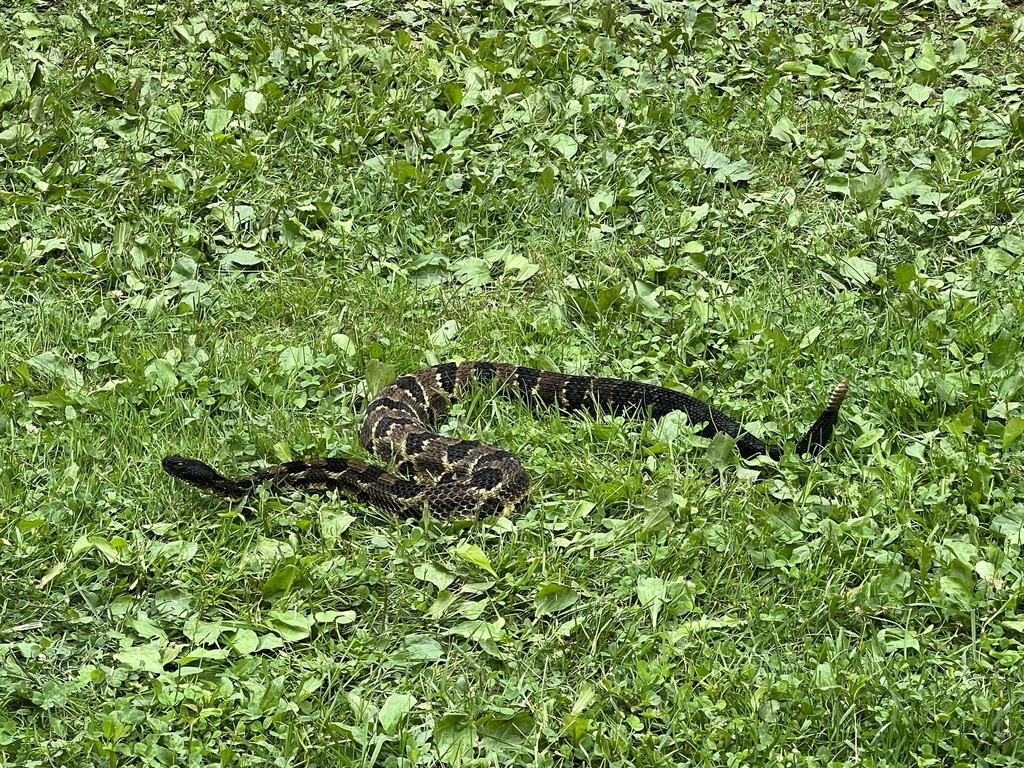 Timber Rattlesnake in July 2023 by Shyanne · iNaturalist