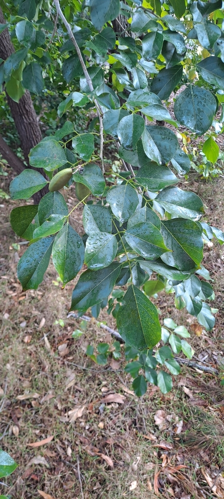 Indian beech tree from Rochedale South QLD 4123, Australia on August 4 ...