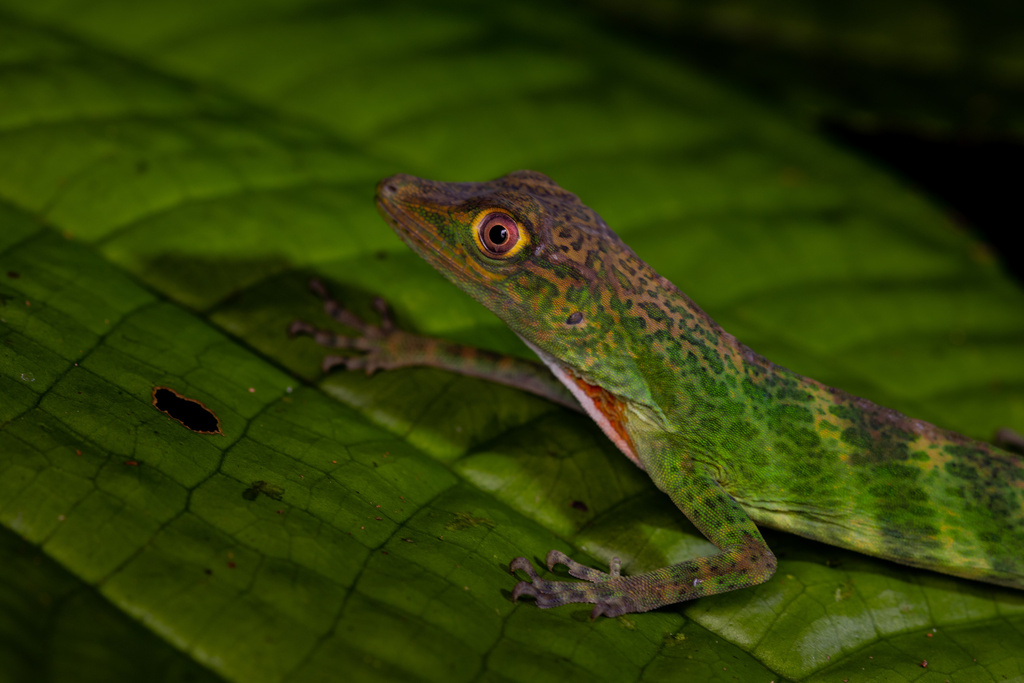 Purple Anole from Parque Nacional Natural Utría, Nuqui, Chocó, CO on ...