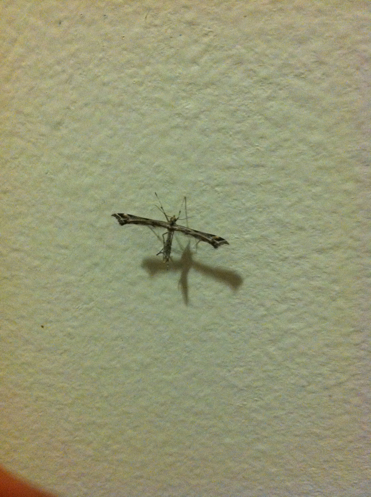 Williams' plume moth