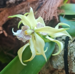 Prosthechea fragrans image