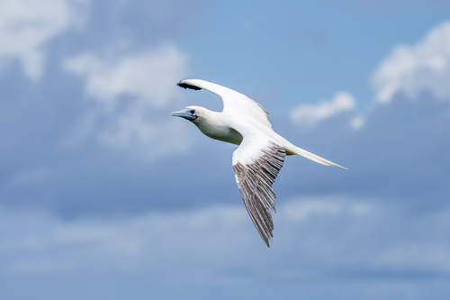 Red-footed Booby
