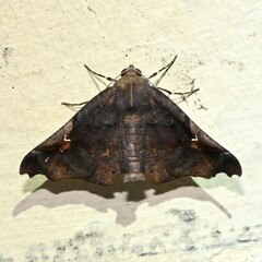 Image of Pero circumflexata