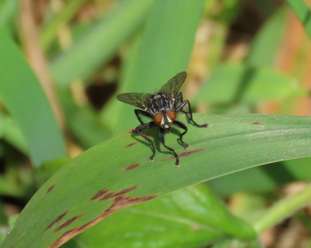 Bot Flies, Blow Flies, and Allies from Belleville, ON, Canada on August