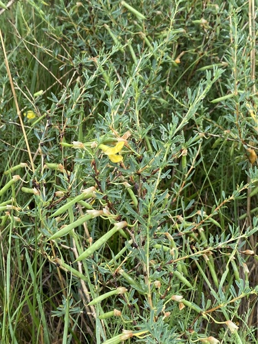 Pygmy Caragana