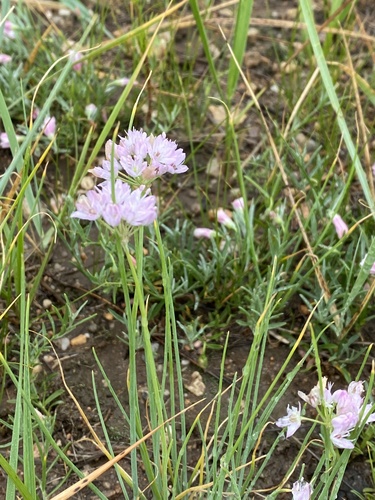 Allium mongolicum