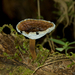 Red-staining Stalked Polypore - Photo (c) williamdomenge9, all rights reserved, uploaded by williamdomenge9