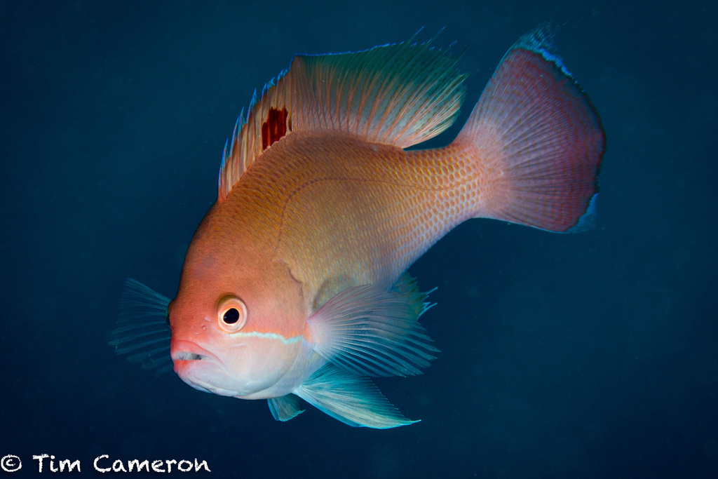 Goldlined Anthias