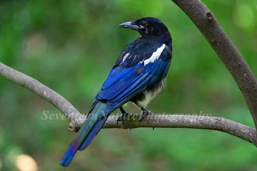 Oriental Magpie