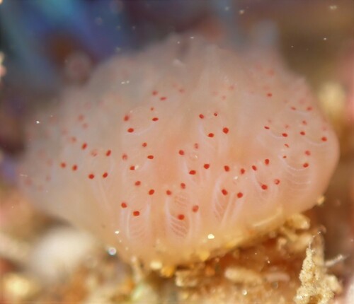 Morchellium argus (Milne Edwards, 1841)