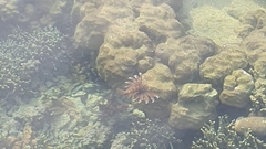 Lionfish