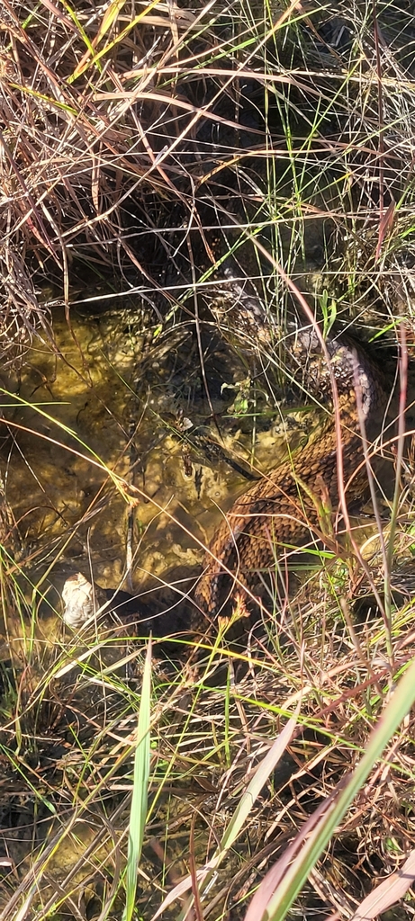 Florida Cottonmouth From Miami-Dade County, FL, USA On August 2, 2023 ...