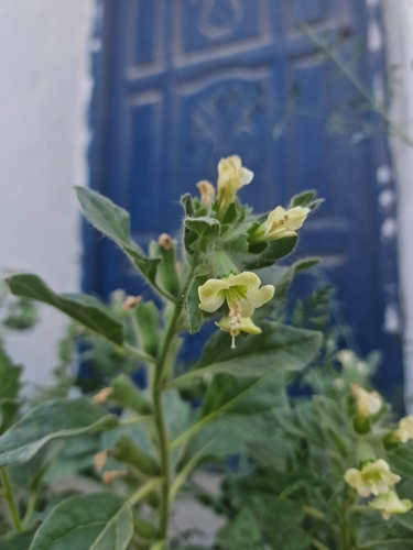 white henbane