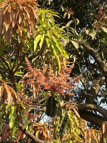 Indian mango