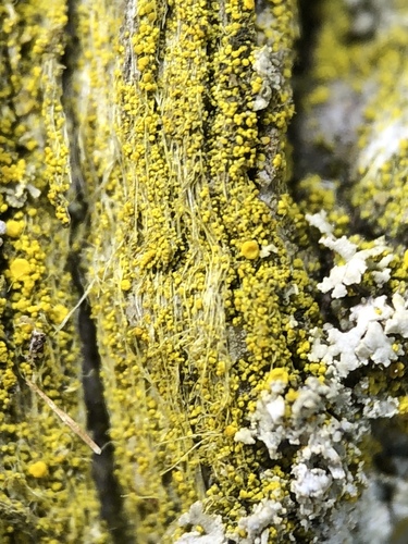 Smulkiagrūdė geltūnė nuotrauka