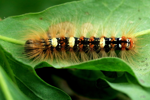 Scarce Merveille du Jour