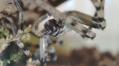 Eusparassus dufouri