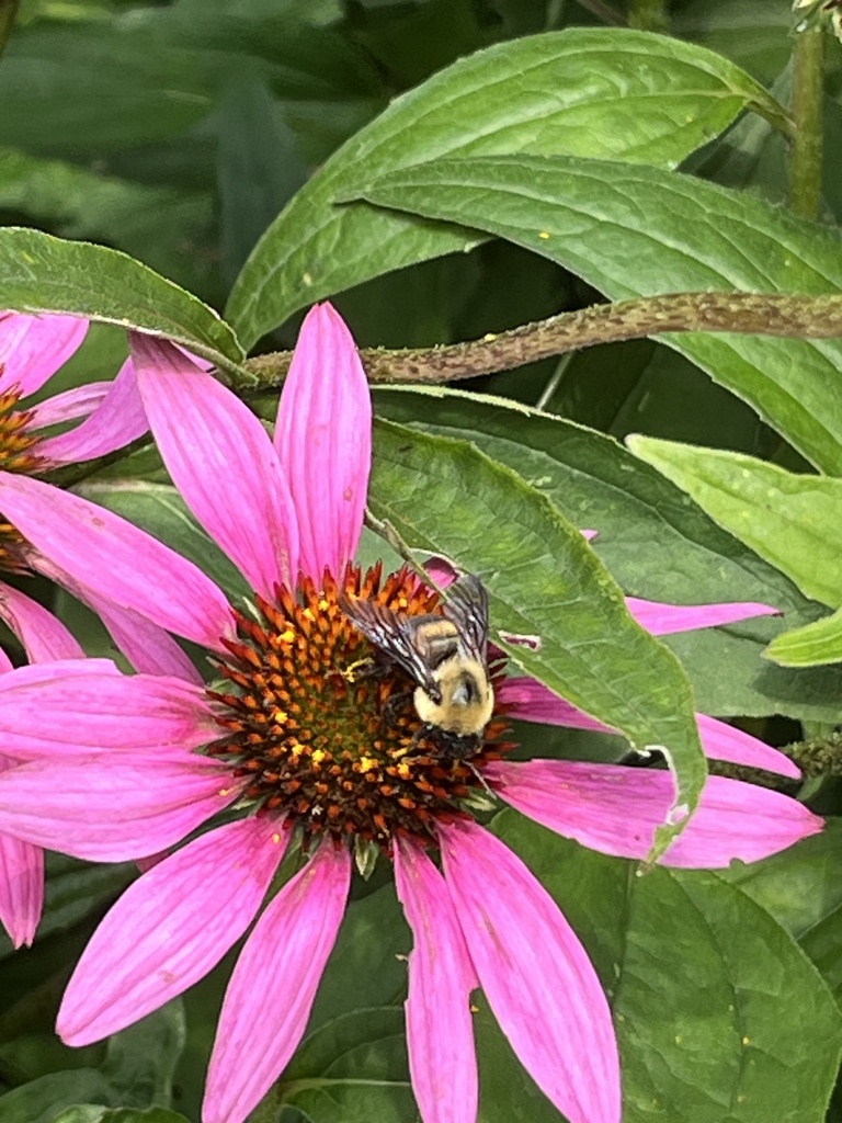 Brown-belted Bumble Bee from Bath Rd, Kingston, ON, CA on August 4 ...