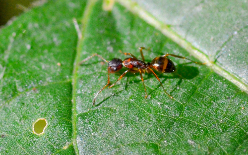 Bearded Carpenter ant