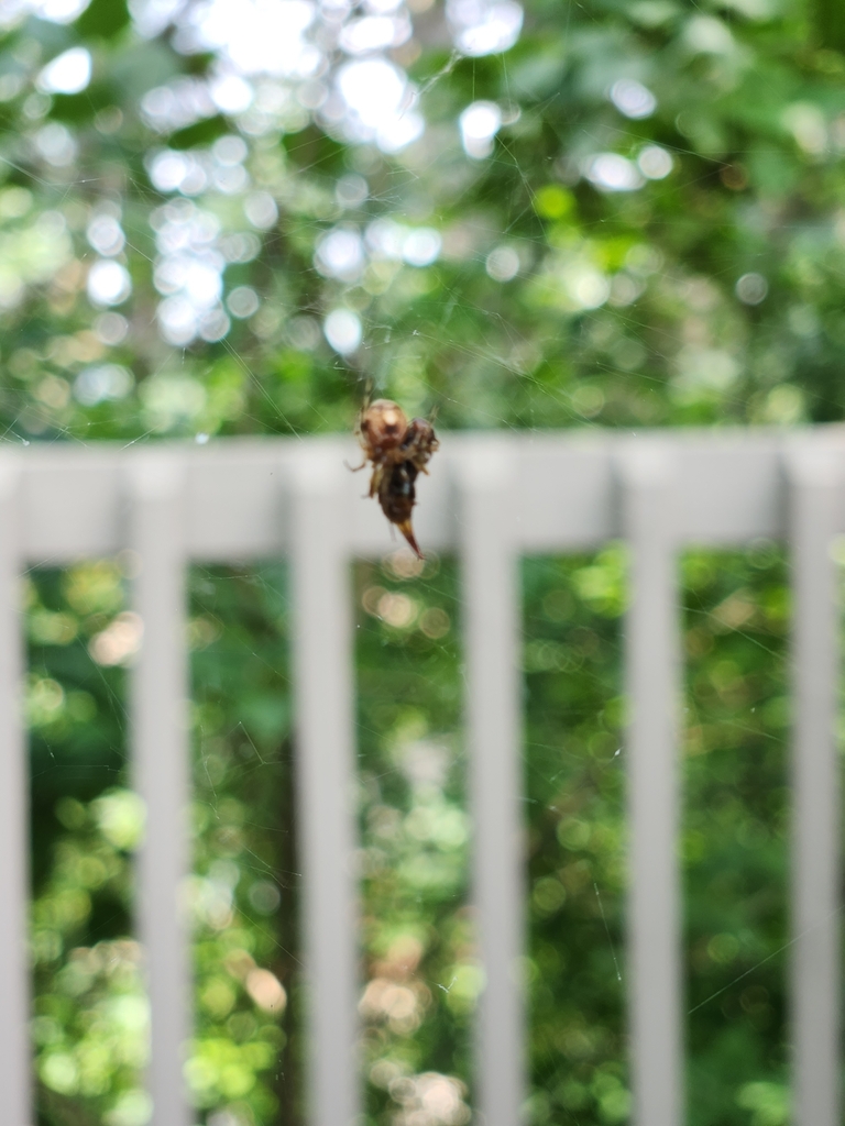 common-house-spider-from-toronto-on-m2j-1g4-canada-on-august-4-2023