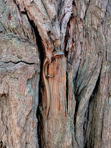 iNaturalist observation photo of Gilbert's Skink