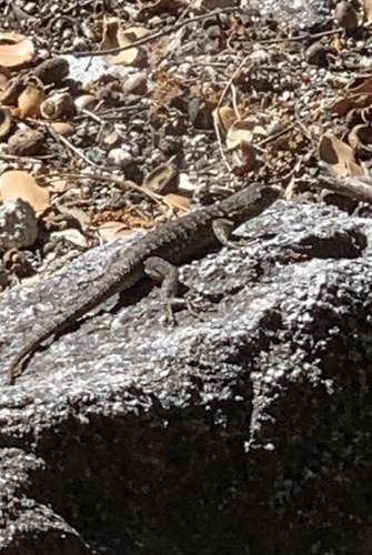 iNaturalist observation photo of Western Fence Lizard