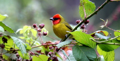 Red-headed Tanager