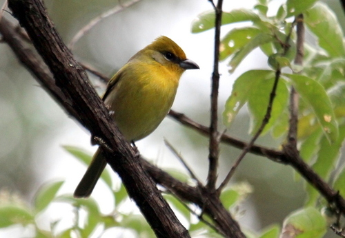 Red-headed Tanager