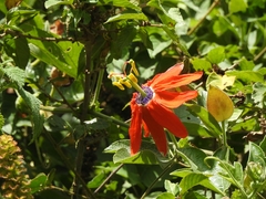 Passiflora manicata image