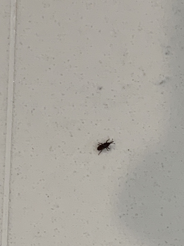grain-weevils-from-sawmill-branch-trail-ellicott-city-md-us-on