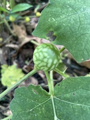 Solanum viarum image