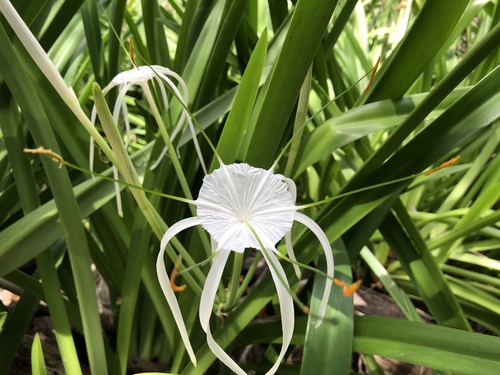 Hymenocallis littoralis image