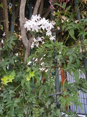 Jasminum polyanthum image