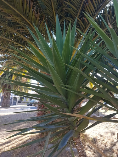 Yucca gigantea image
