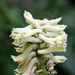 Corydalis semenowii - Photo (c) Dr. Alexey Yakovlev, all rights reserved, uploaded by Dr. Alexey Yakovlev