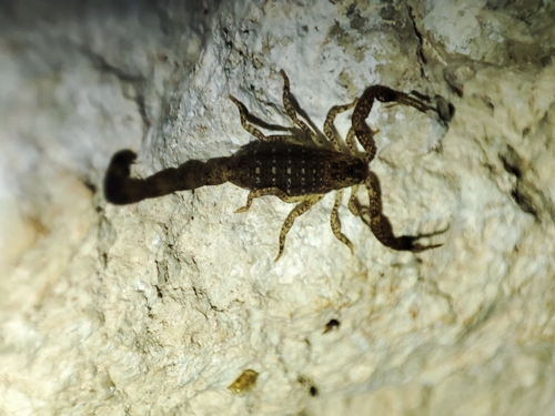 Centruroides yucatanensis