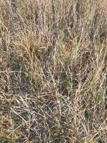 Amphicarpum muehlenbergianum (Schult.) Hitchc.