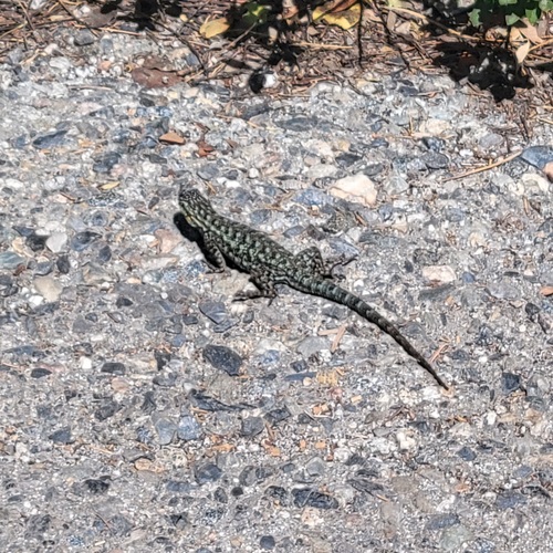 iNaturalist observation photo of Western Fence Lizard