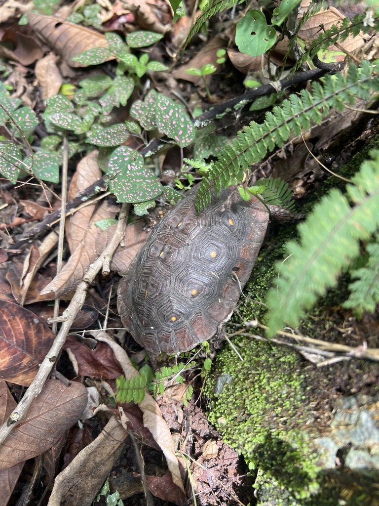 Colima Wood Turtle from México, MX on July 9, 2023 at 01:17 PM by ...