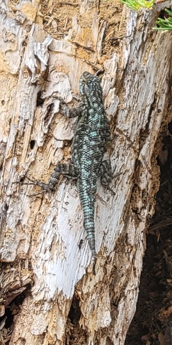 iNaturalist observation photo of Western Fence Lizard