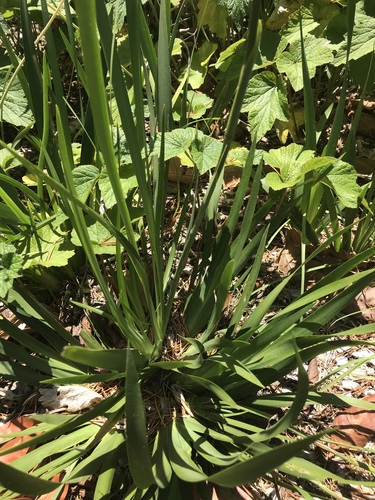 Small Fortnight Lily