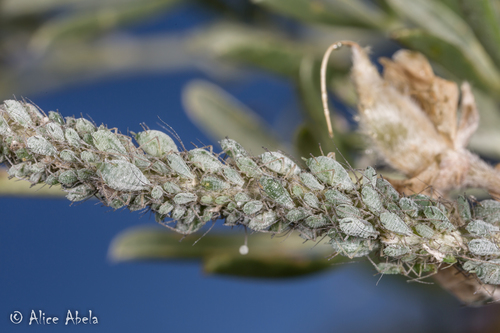 Lupine Aphid