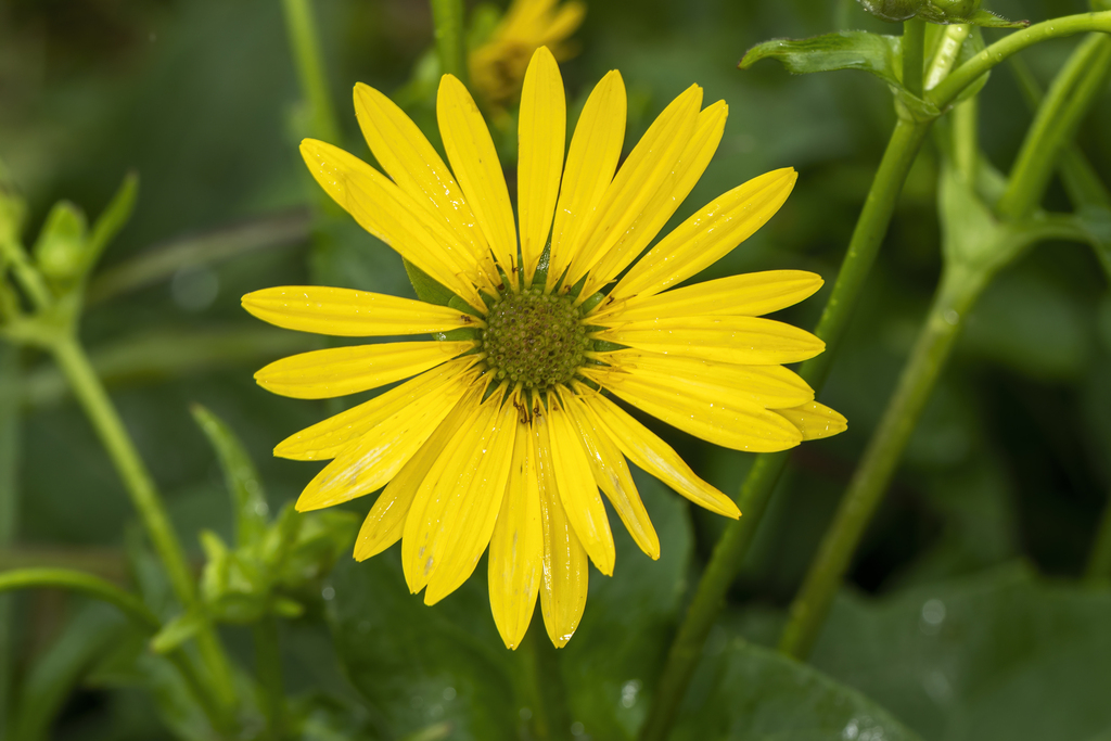 Silphium perfoliatum