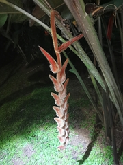 Heliconia vellerigera image