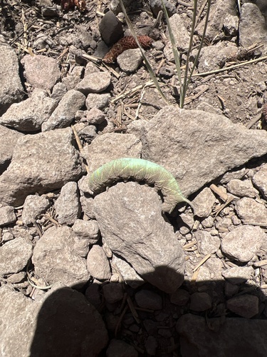 iNaturalist observation photo of Vashti Sphinx