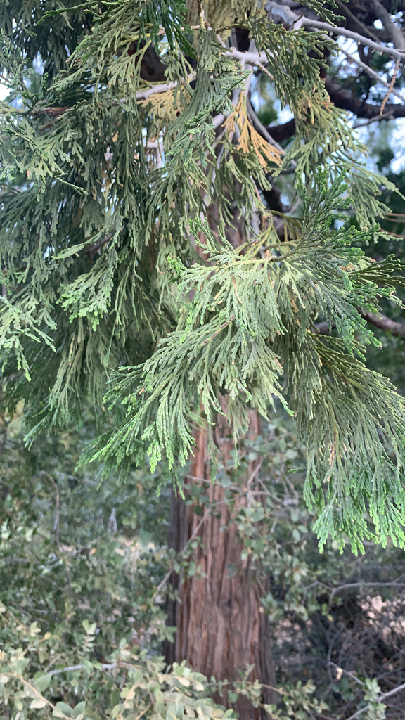 California incensecedar from San Bernardino National Forest, Riverside