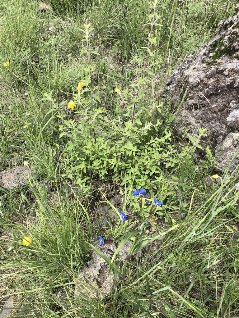 Birdbill Dayflower From Tlalpan, Cdmx, Mx On August 4, 2023 At 09:36 Pm 